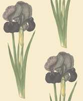 Tapetmønsteret Black Iris har gjort stor suksess siden det ble lansert tidligere i år. Tapetet selges i et begrenset opplag, og inngår ikke i en tapetbok. 