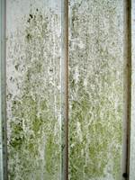 Fuktig vær gir gode vektstbetingelser for alger og svertesopp på fasaden.