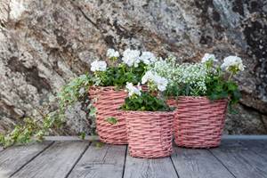 <b>BLOMSTERKURV:</b> Fjern støv og skitt og gi gamle blomsterkurver nytt liv. Med farger som kler blomstene blir det en fin detalj i hagen.
