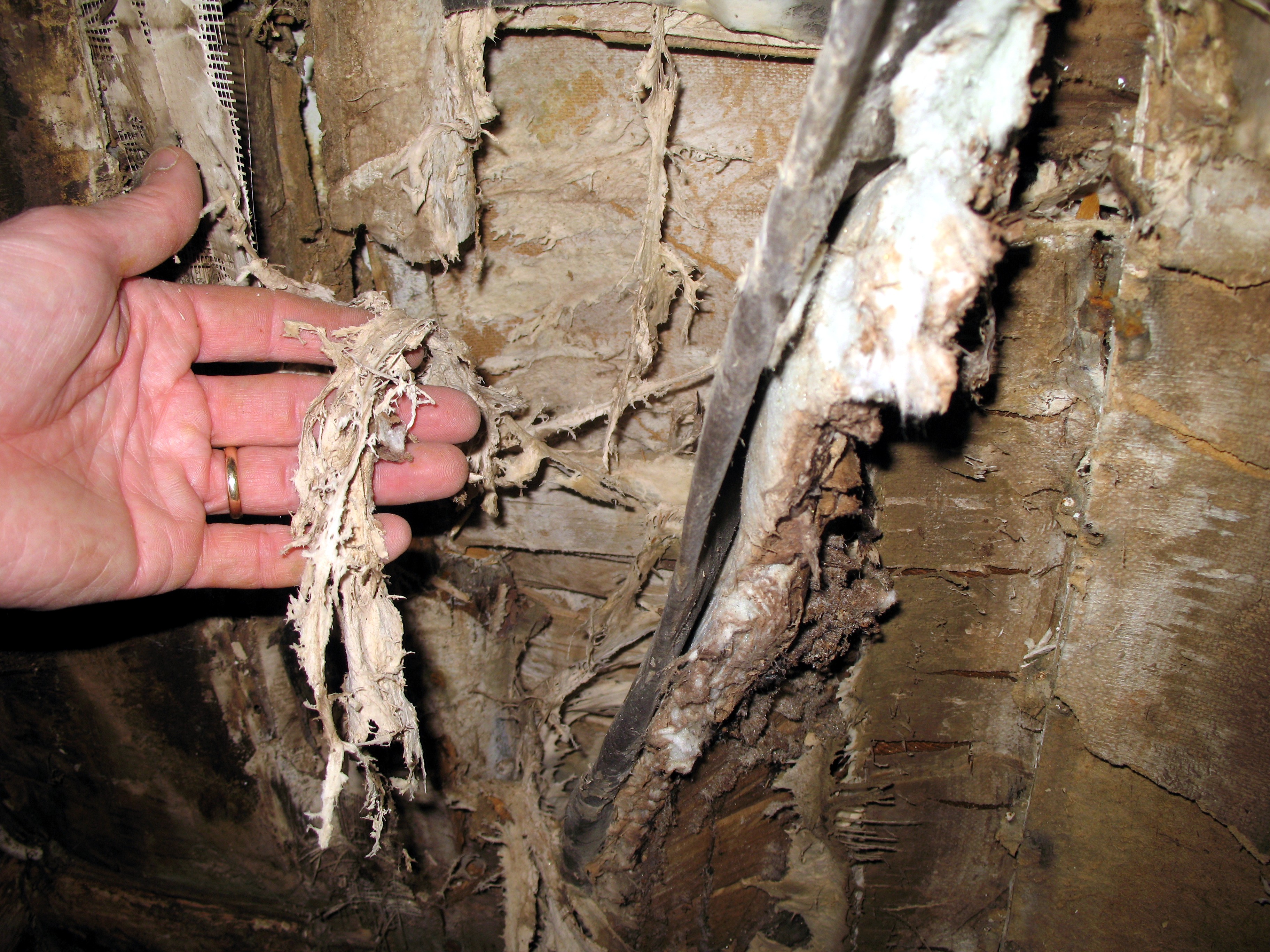 Soppen bruker ikke lang tid på å spise opp huset ditt