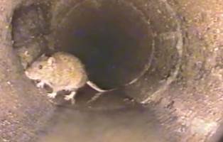 <b>JULEFEST:</b> Matrester og fett som spyles ned i avløpet blir til festmiddager for rottene som bor i kloakken. 
