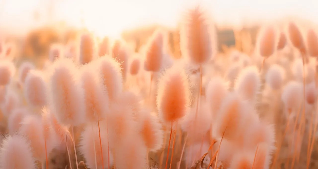 Peach Fuzz er årets farge 2024 fra Pantone