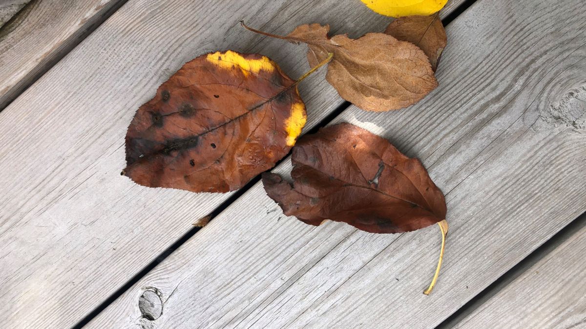 legge SiOO:X i høstvær