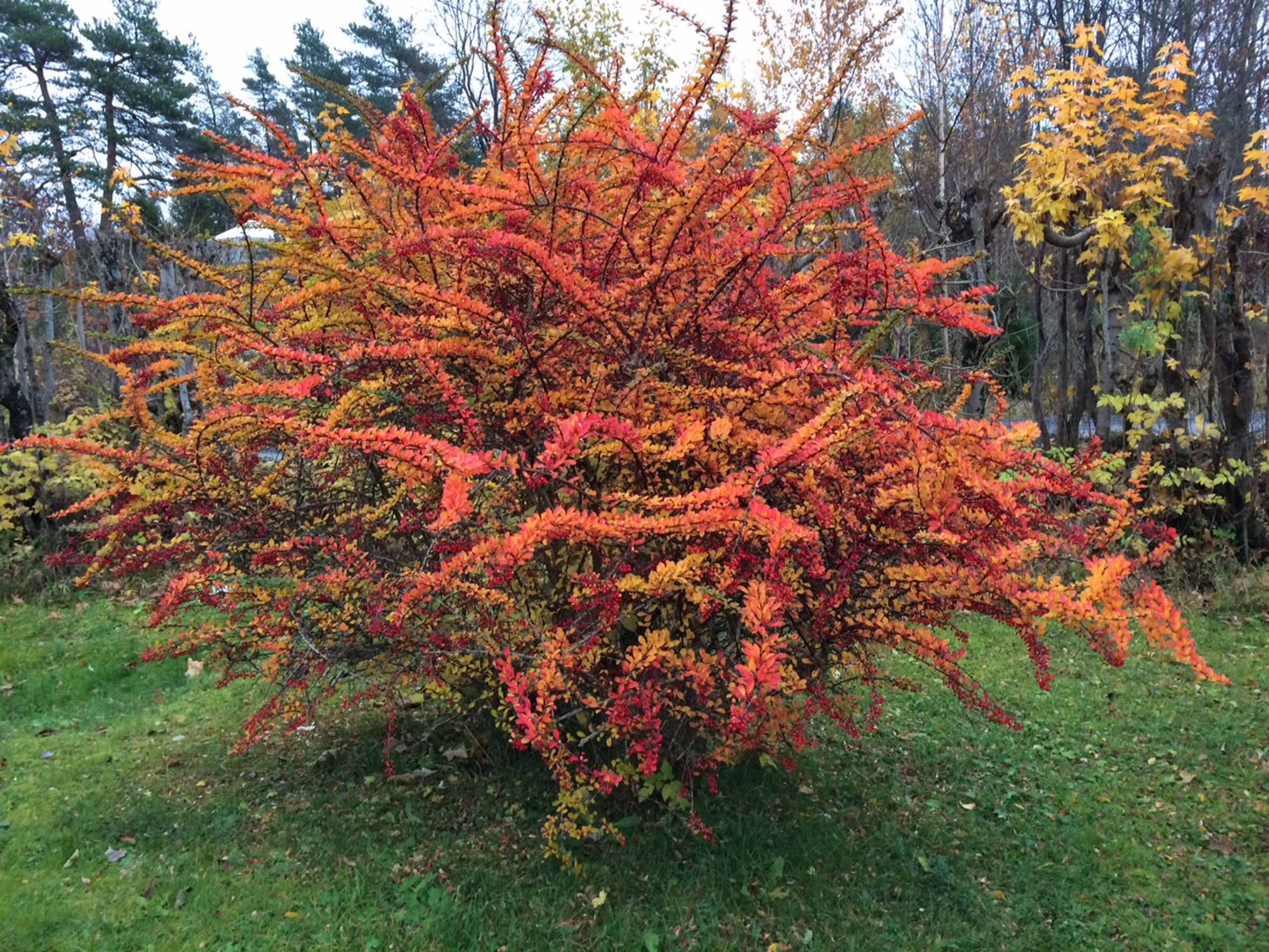 Høstens makeløse fargepalett