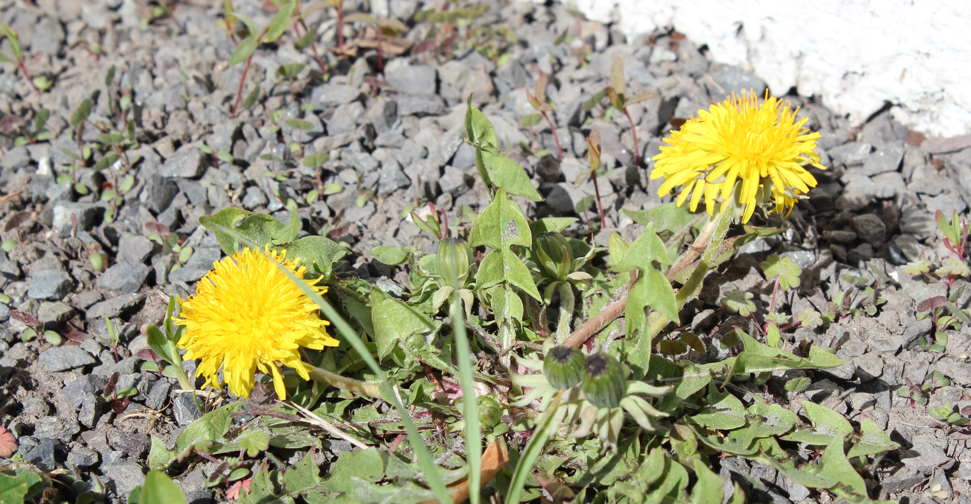 Stopp mauren på tur inn