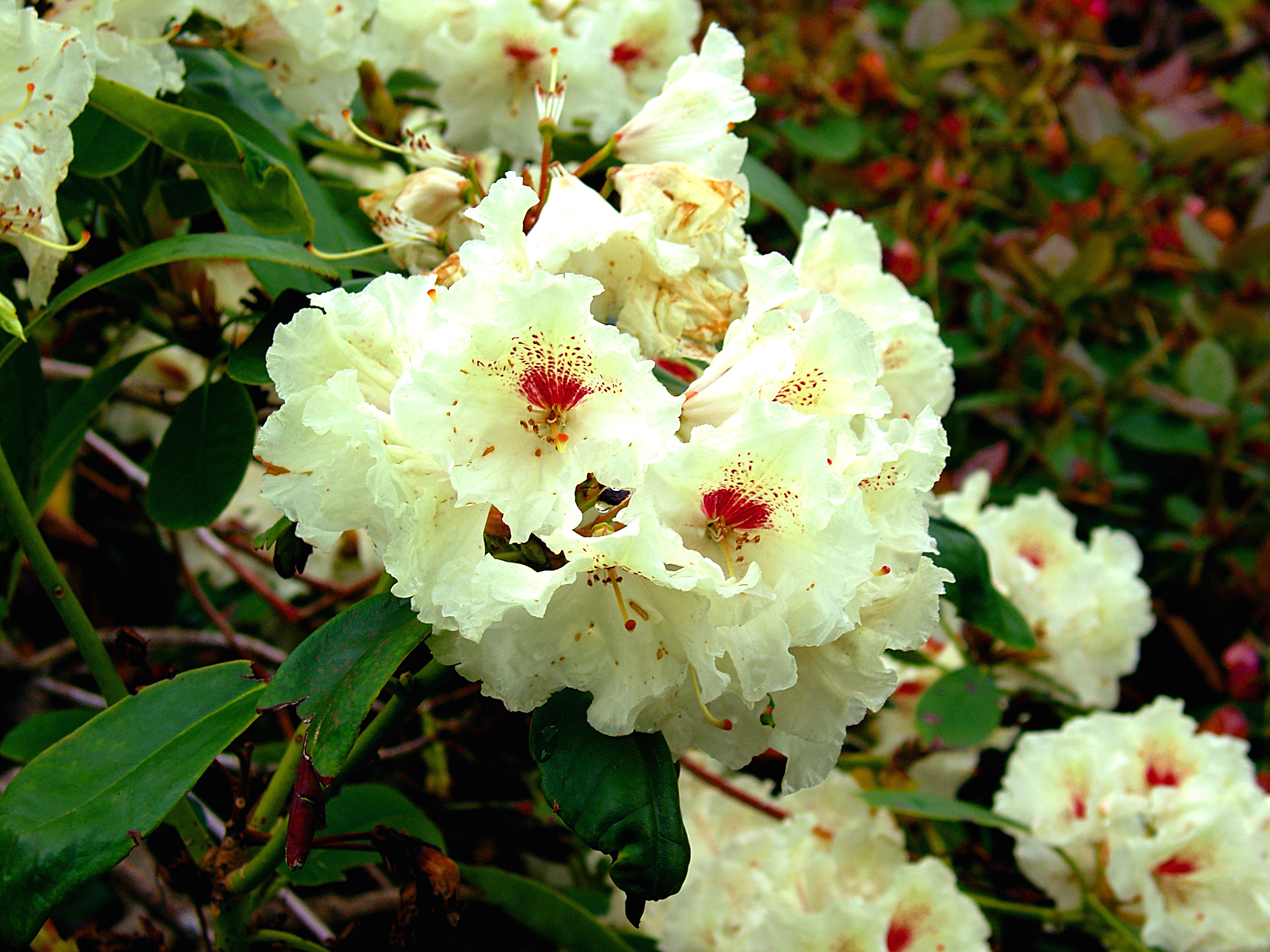 Blomstrende romantikk