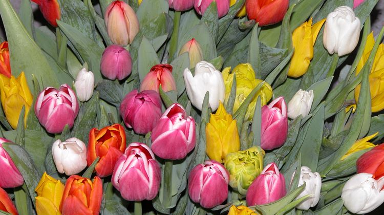 Tid for tulipaner