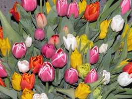 Det går mot lysere tider. Tid for tulipaner. Tulipanen har vært en naturlig del av den norske våren i over 400 år. Nå er tulipanen igjen på motetoppen i Norge!
