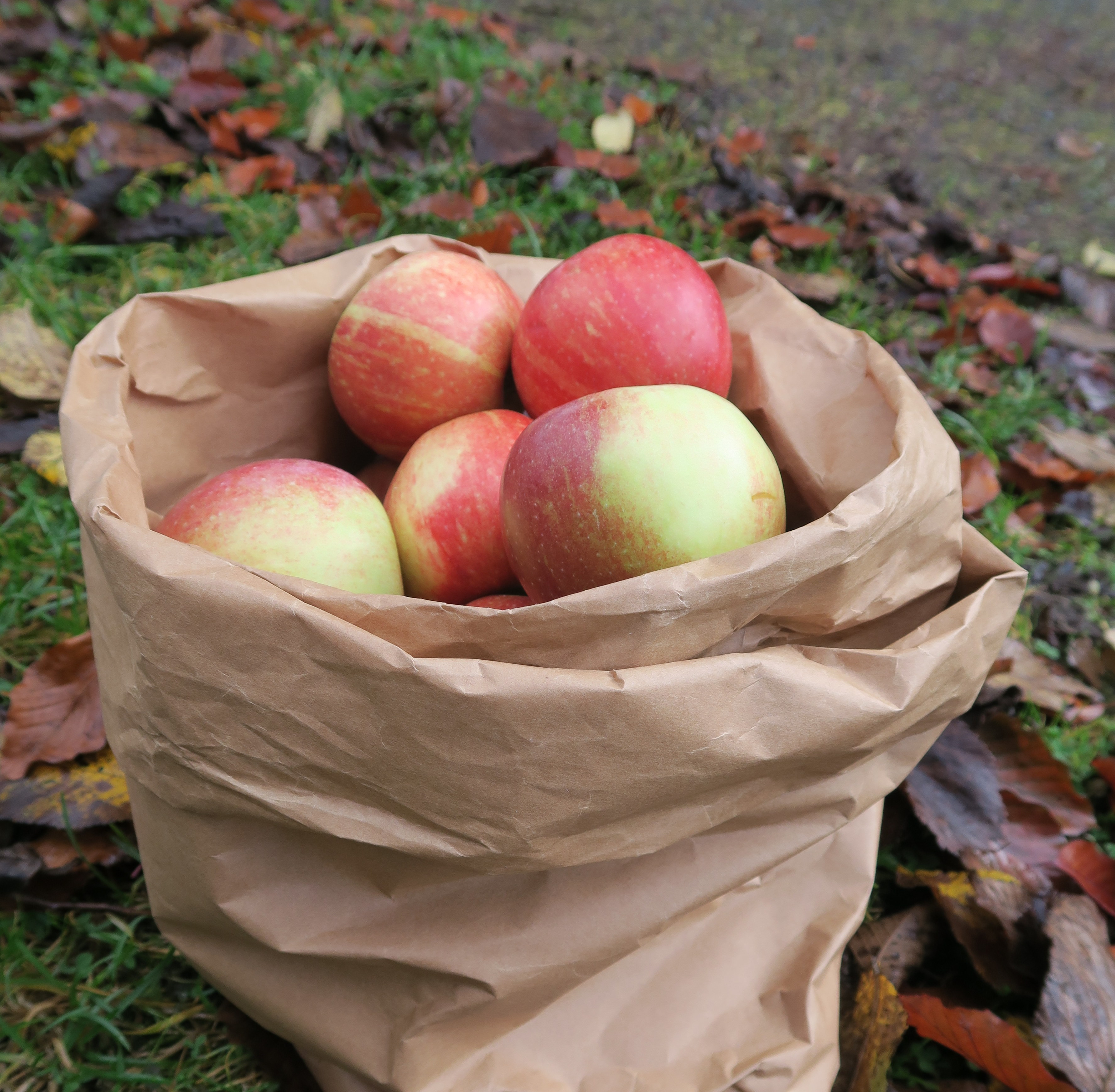 HØSTPALETT: Eplehagen en høstdag er fin inspirasjonskilde for deg som trives med høstfarger. Legg merke til spillet mellom blankt og matt, lyst og mørkt, kjølig og varmt. (Foto: Robert Walmann/ifi.no)