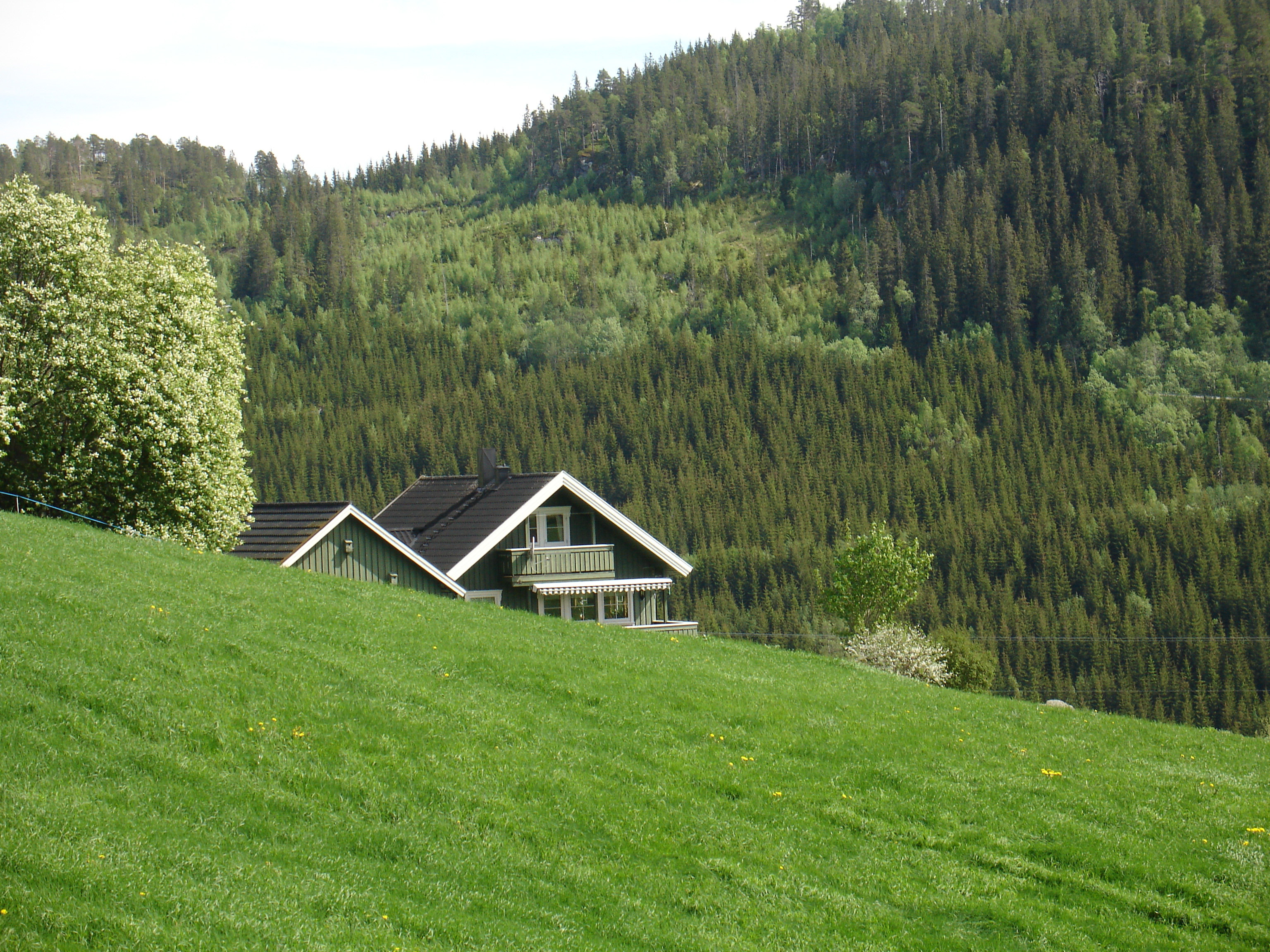 Hus i grønne omgivelser