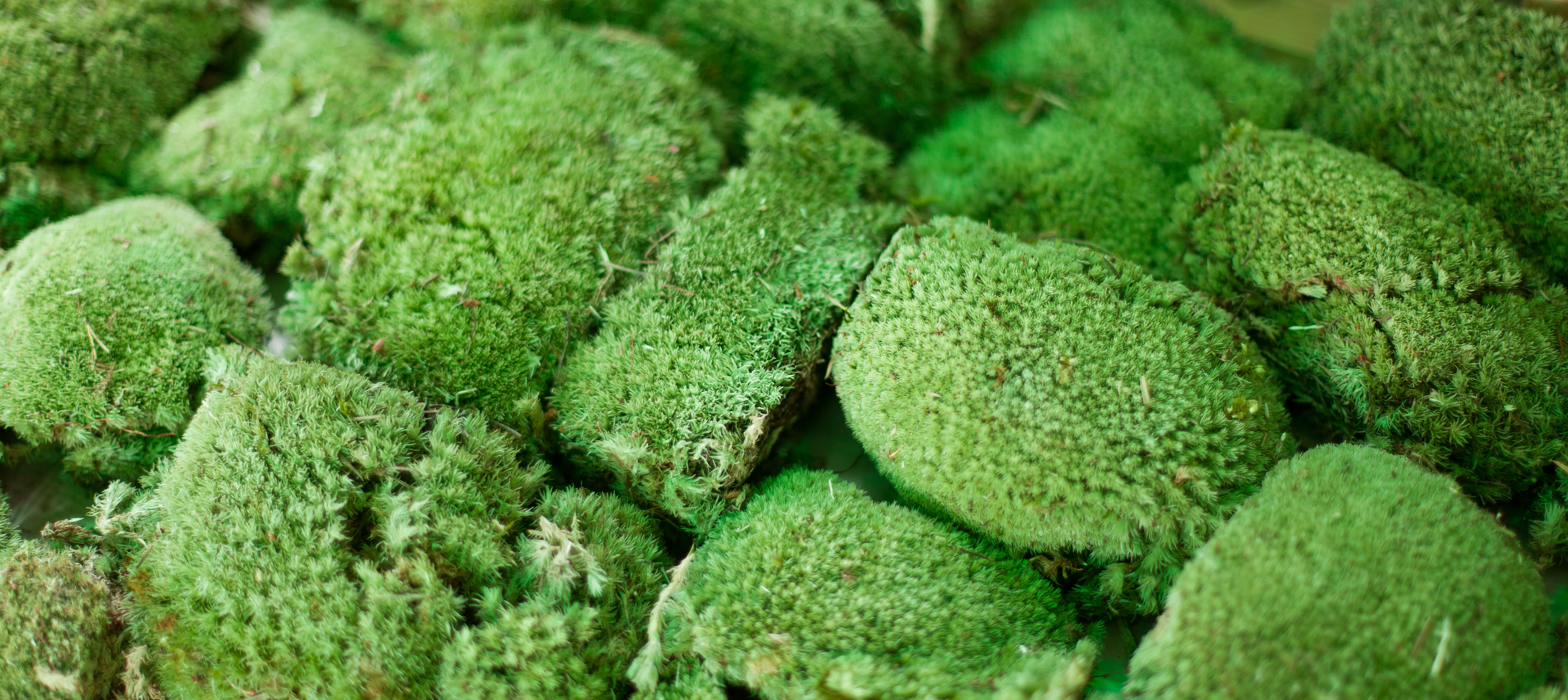 Årets farge er grønn