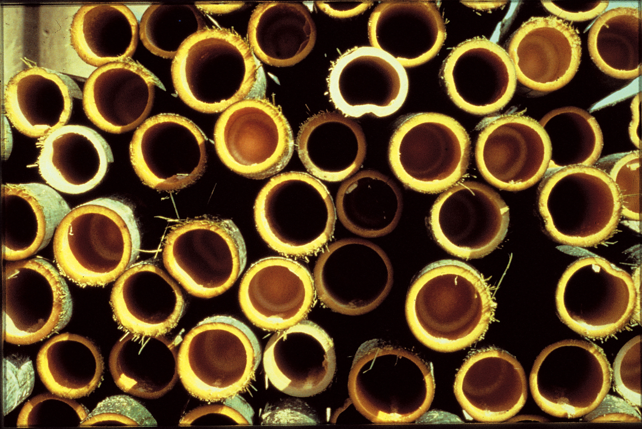 Hurtigvoksende bambusmarked