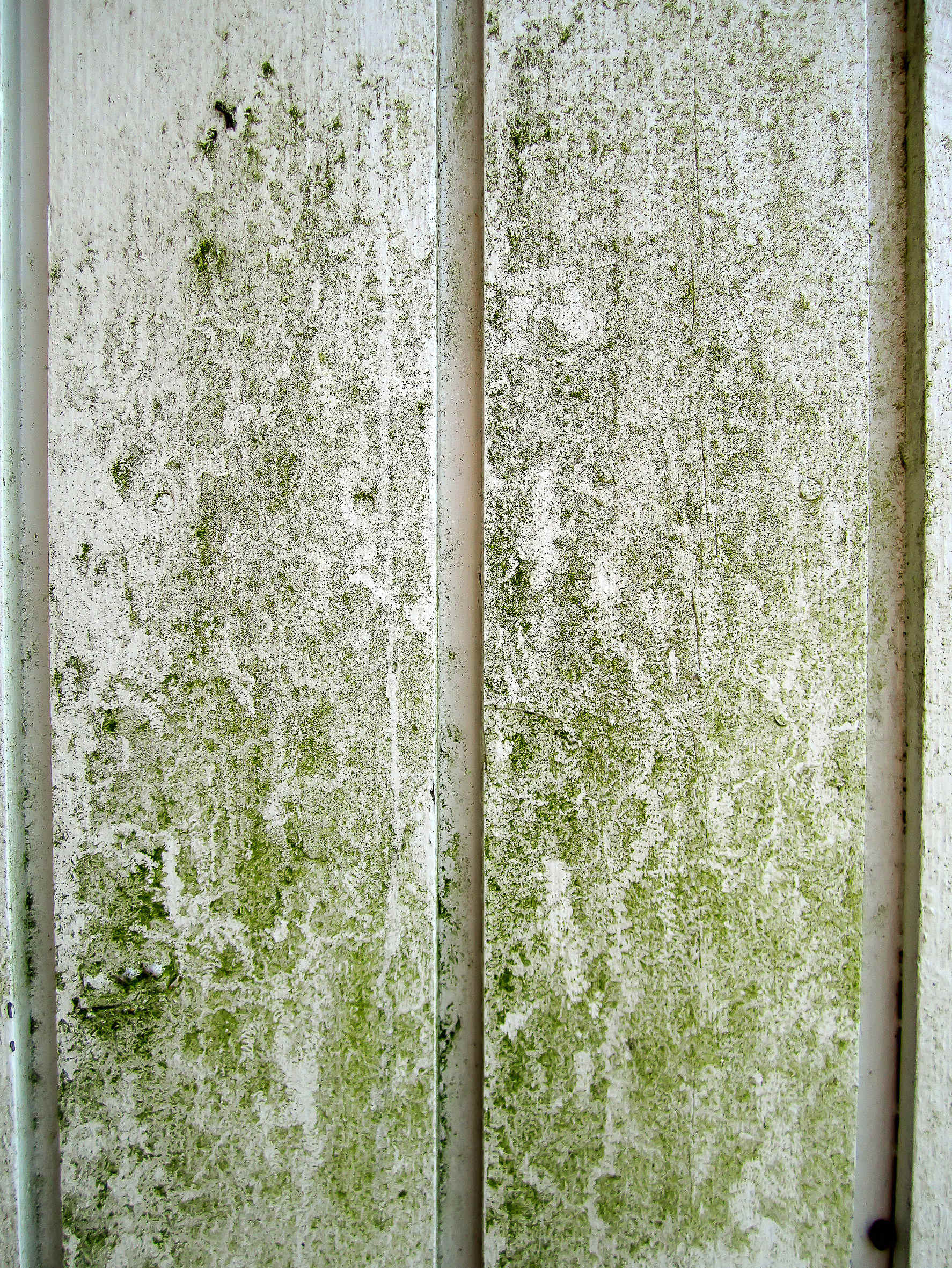 Det ser ikke bra ut, og er heller ikke bra for husveggene. Vask veggen!