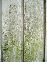 Vask huset hvert år, så slipper du at sopp og alger skader veggene.