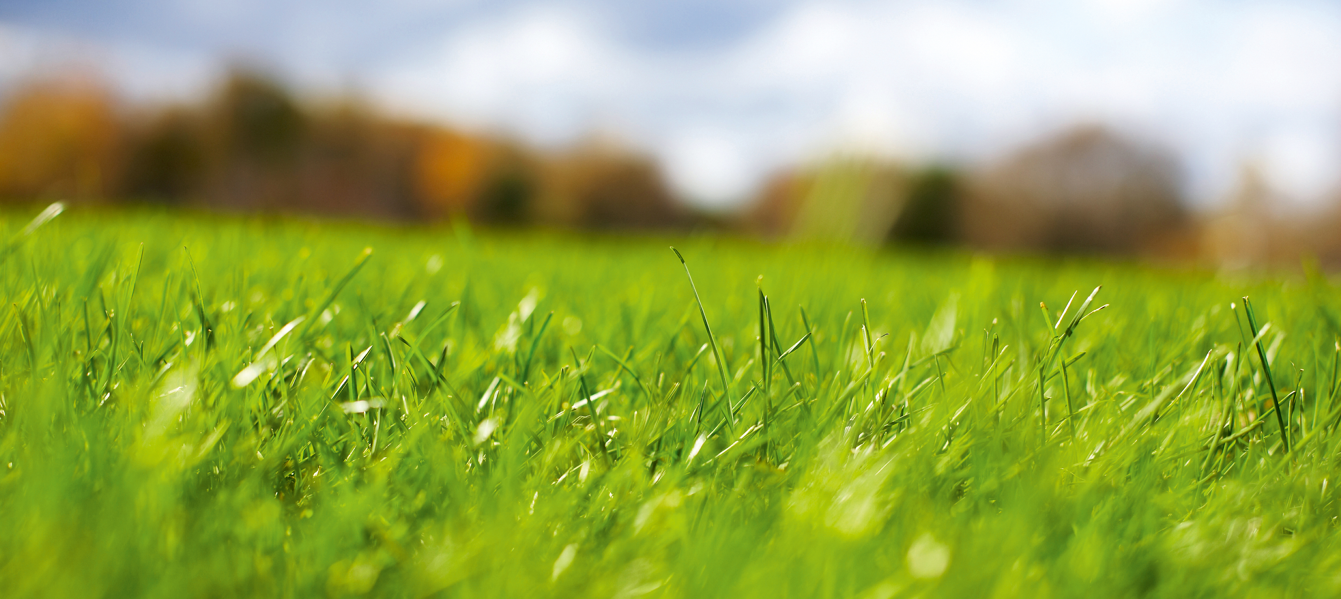 Landskapsgress - fra harry til hot