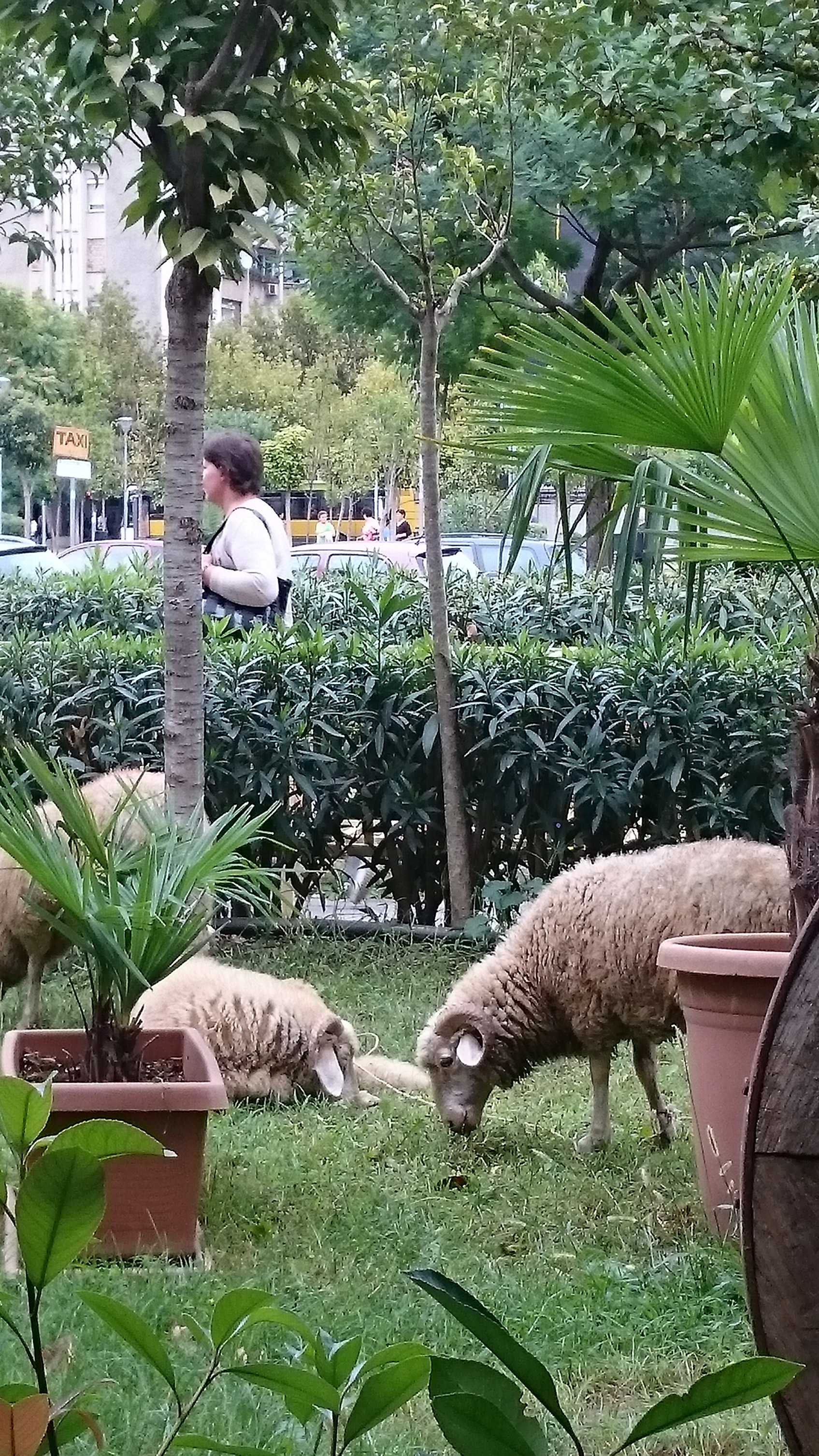 Lag på lag med grønt