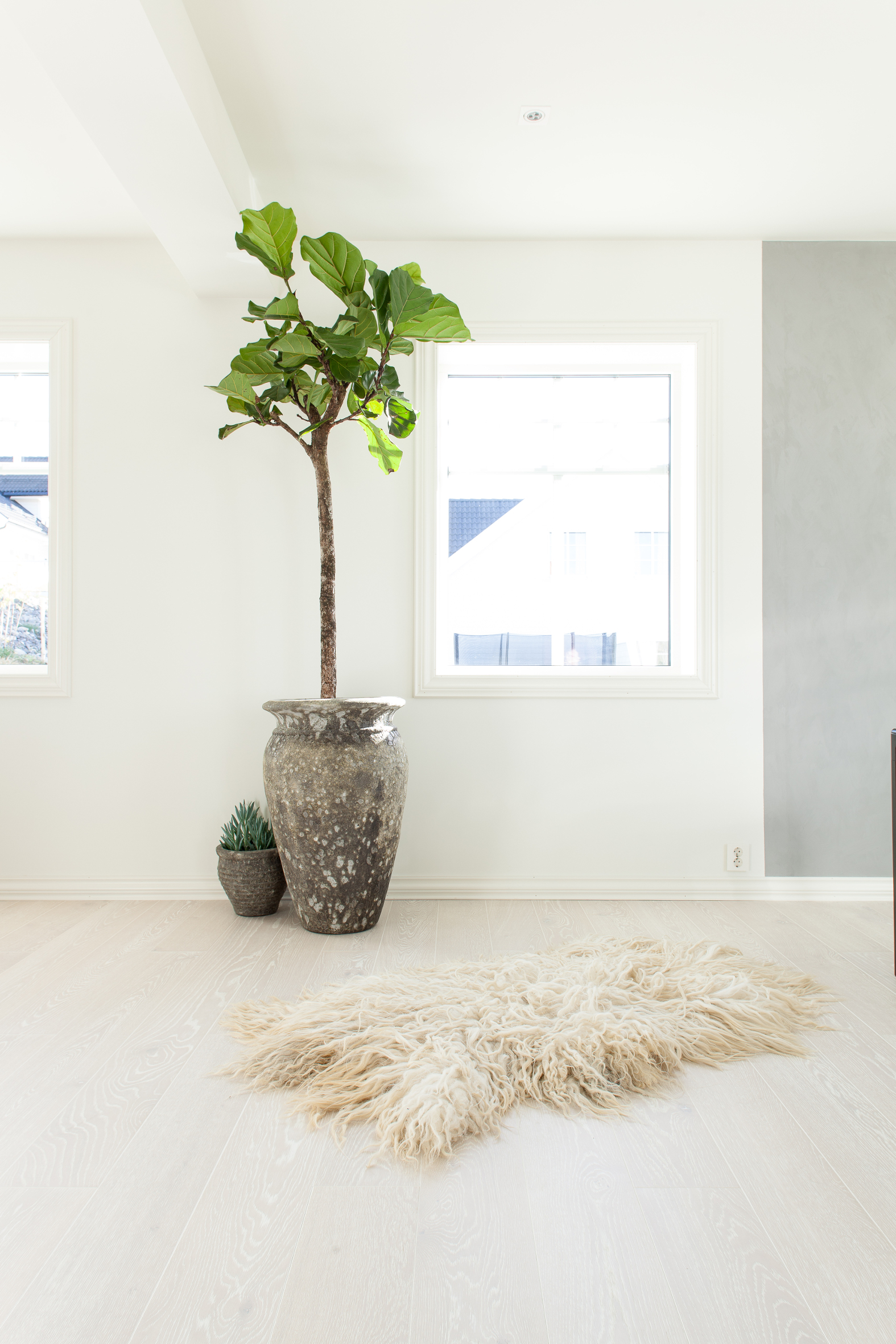 IKKE BARE ET FIKENBLAD Her er det gr&oslash;nne planter i alle rom &ndash; alt fra sm&aring; urter til et to meter h&oslash;yt fikentre.