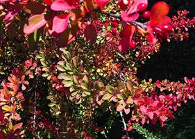 <b>FARGEFEST</b> Berberisens fargepalett har et utall nyanser i grønt, rosa-lilla, gult, oransje og rødt. (Foto: Trine Midtsem/ifi.no)  