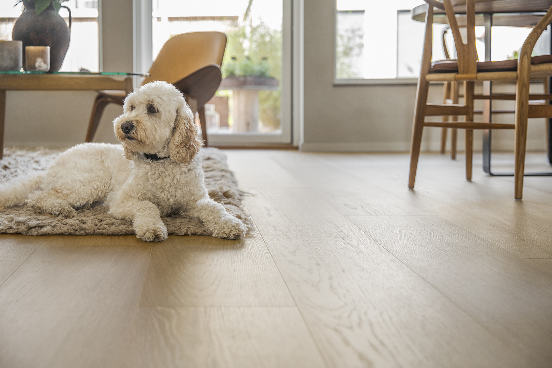 Hund på herdet tregulv