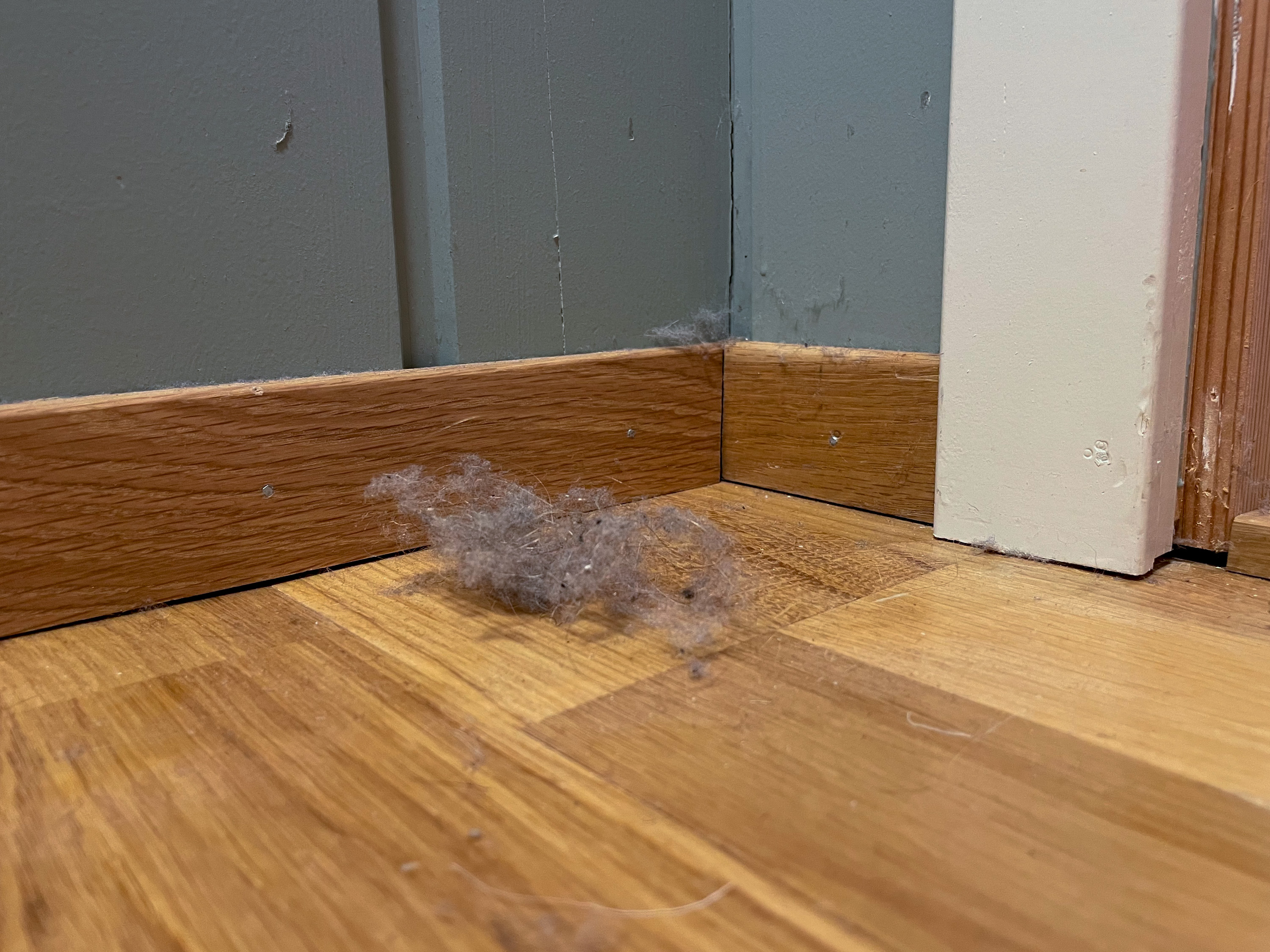 Hybelkanin som ligger på gulvet inntil en list.