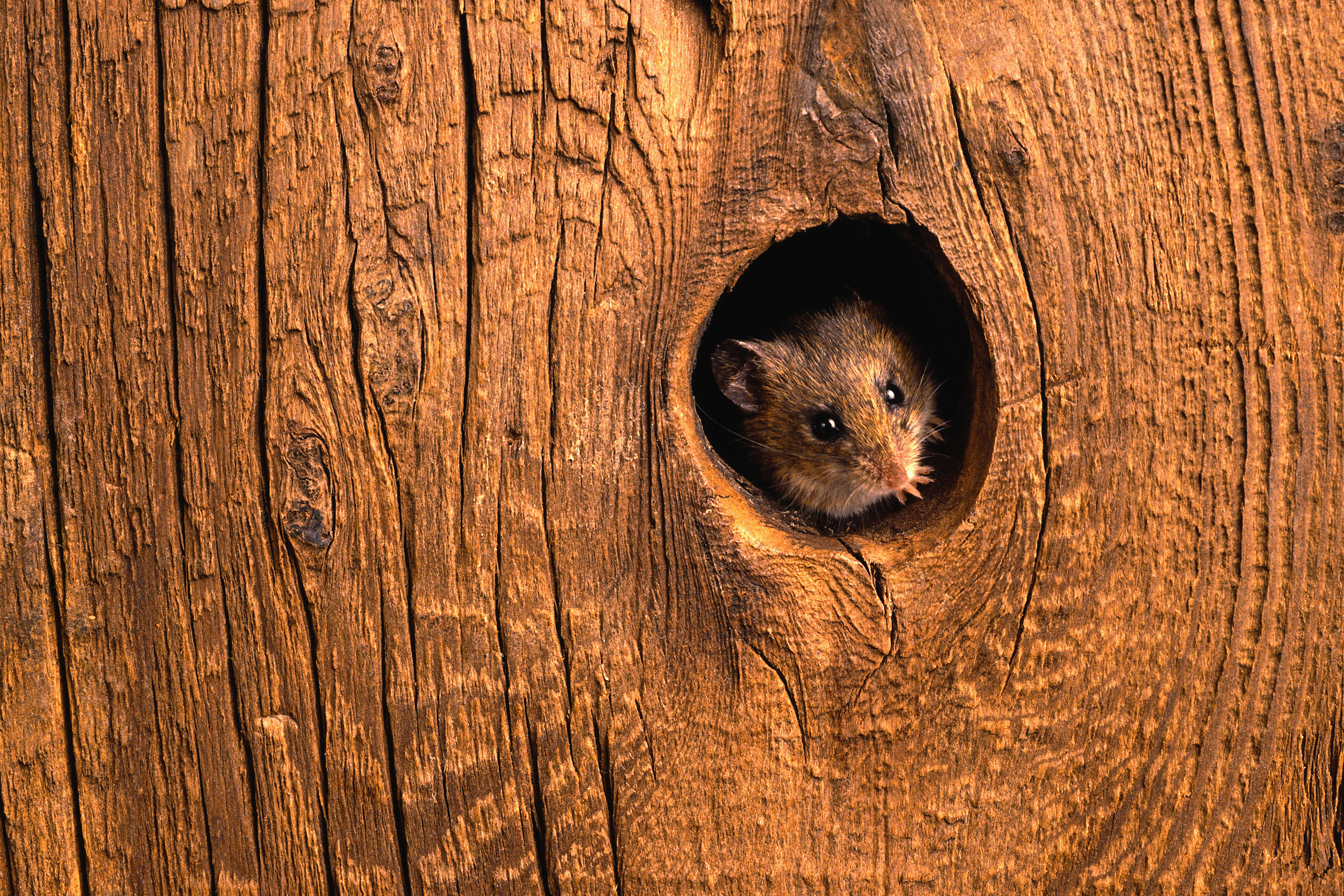 Nye regler for skadedyrbekjempelse