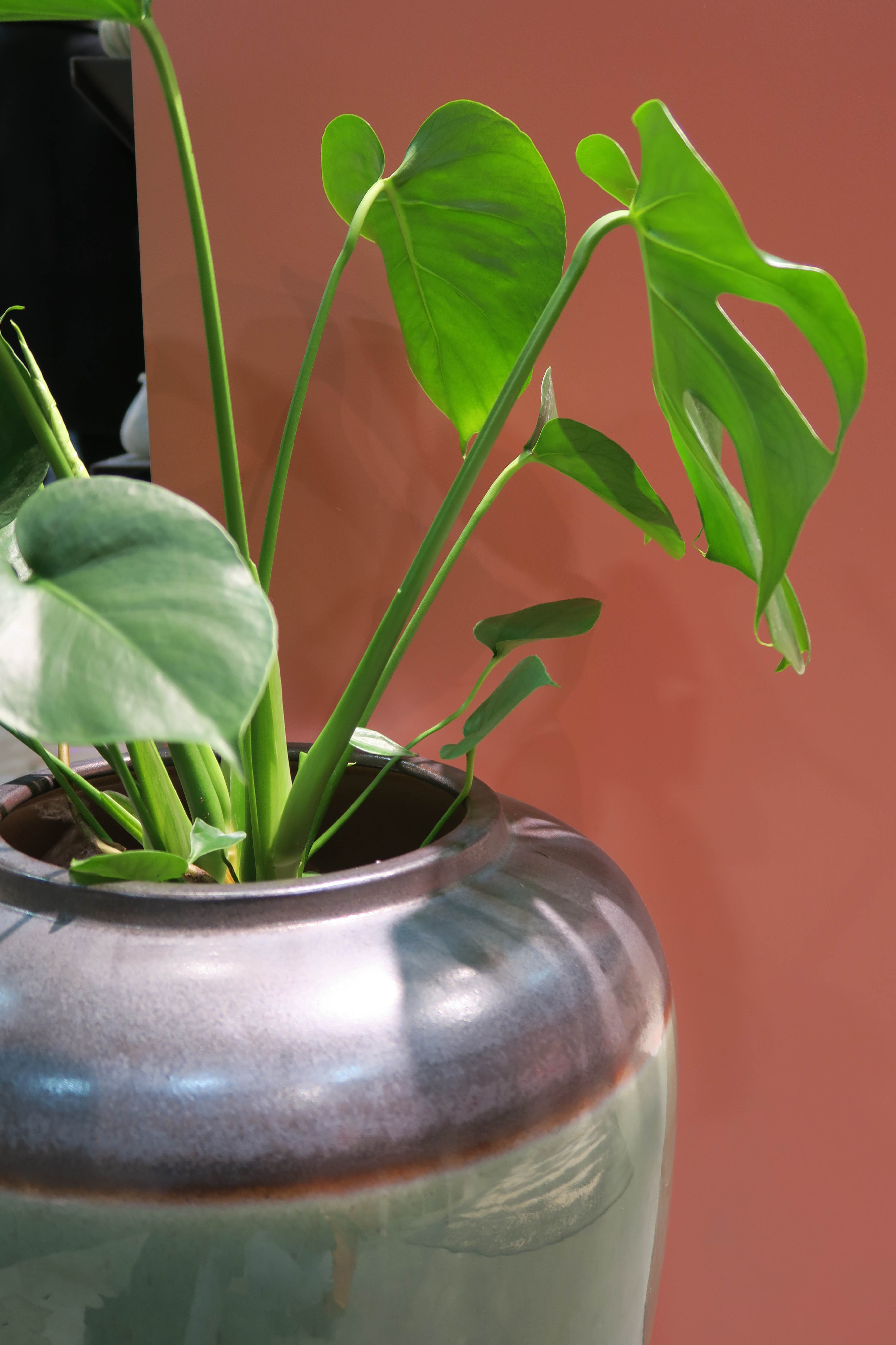 OVERALT: Store, grønne planter, runde former og brente rødtoner var gjennomgående på hele messen. 