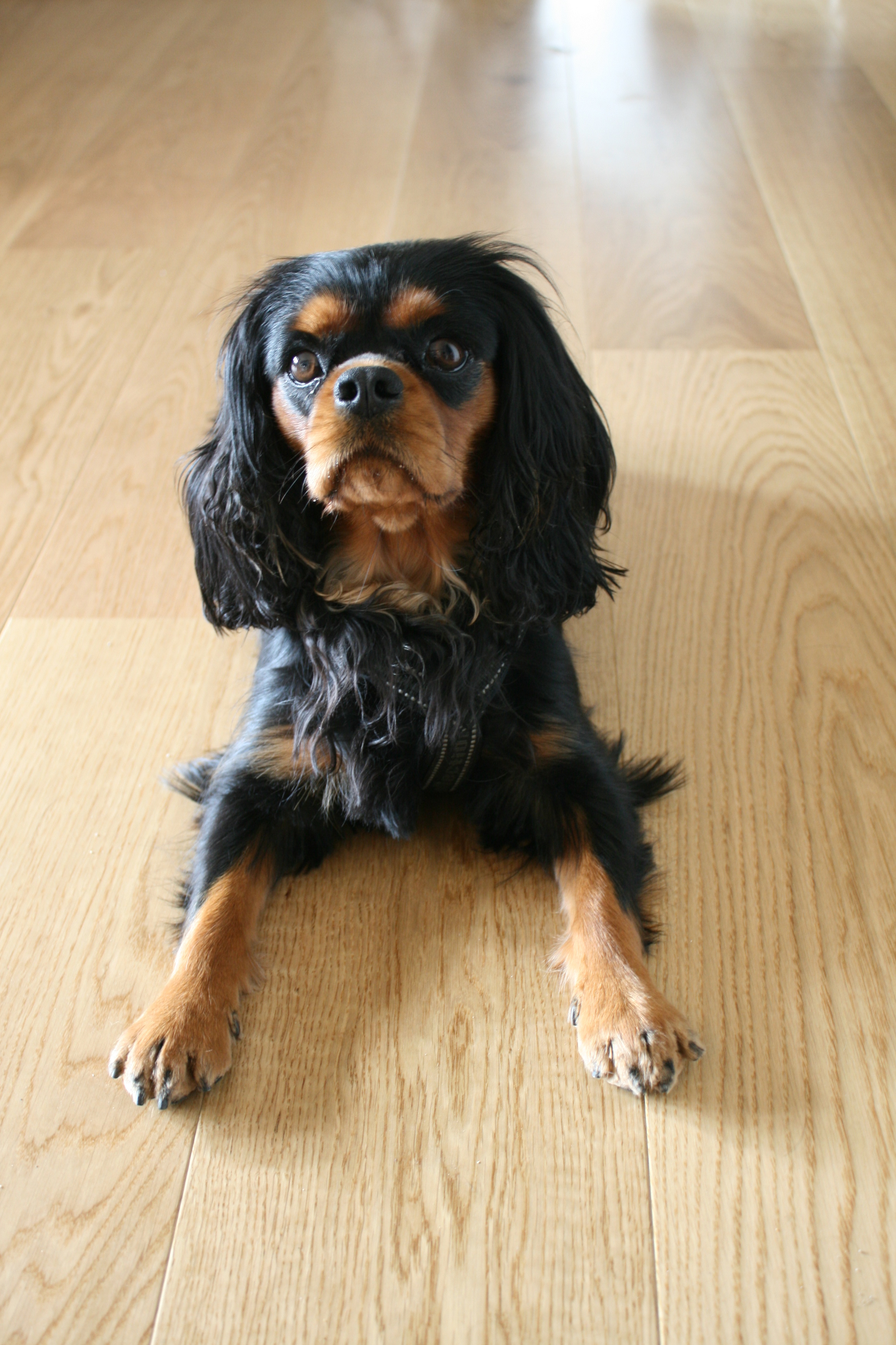 FIRBENT VENN: I et hus med hund er det alltid viktig &aring; tenke litt ekstra p&aring; overflatene.