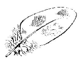En fjær karakteriseres ved at den har stilk hvor fibrene er vokst ut i to retninger. Fjær  som brukes i dyner og puter er som regel litt krumme og har «spenst».