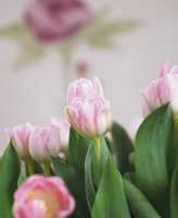 Selv etter 400 år er tulipaner fremdeles på mote. Pastell, kontraster, inspirasjon fra naturen og kreative vaser er stikkord for denne vårens tulipantrend! 
