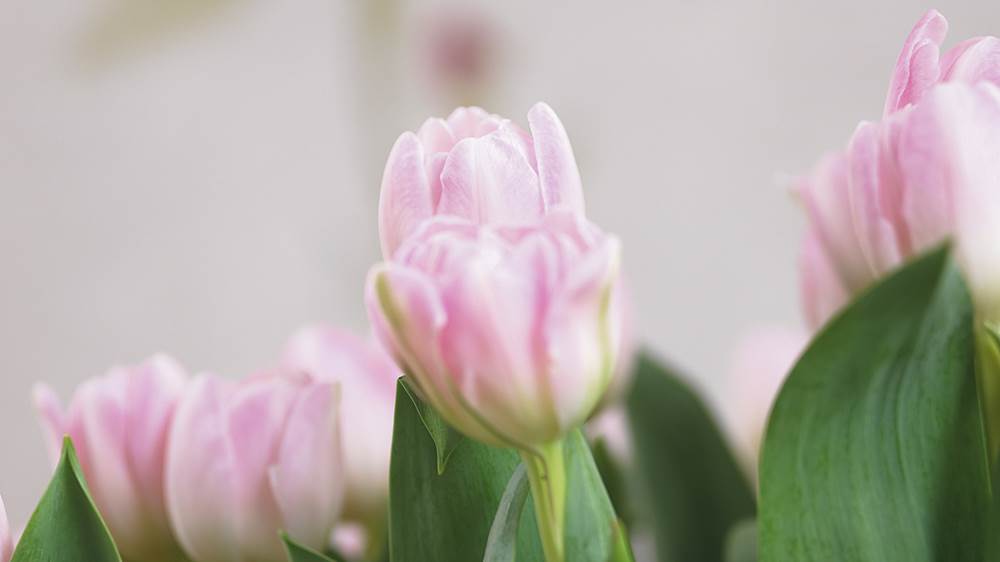 Trendy tulipaner etter 400 år 