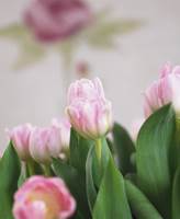 Selv etter 400 år er tulipaner fremdeles på mote. Pastell, kontraster, inspirasjon fra naturen og kreative vaser er stikkord for denne vårens tulipantrend! 