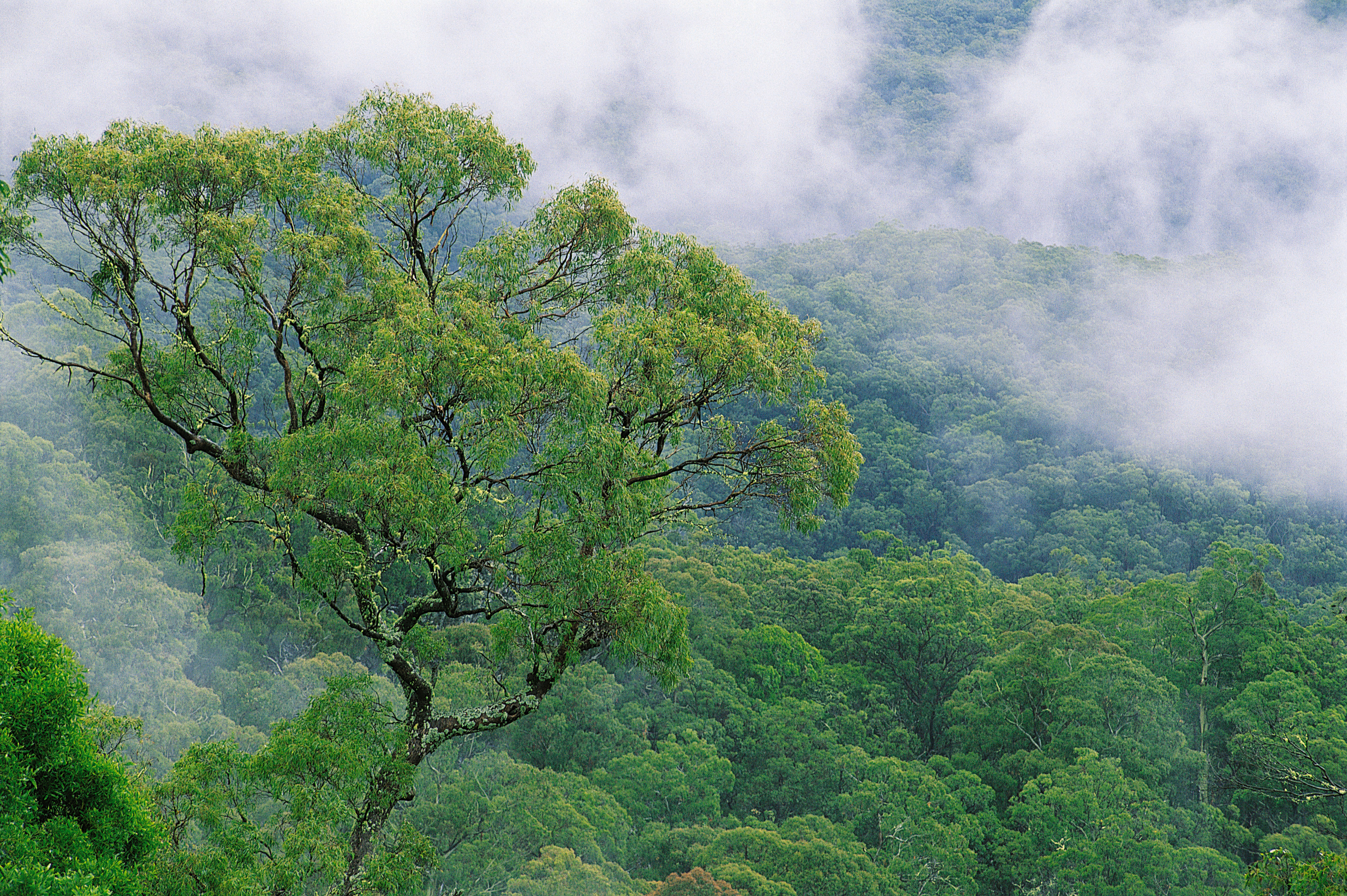 Mindre regnskogstømmer