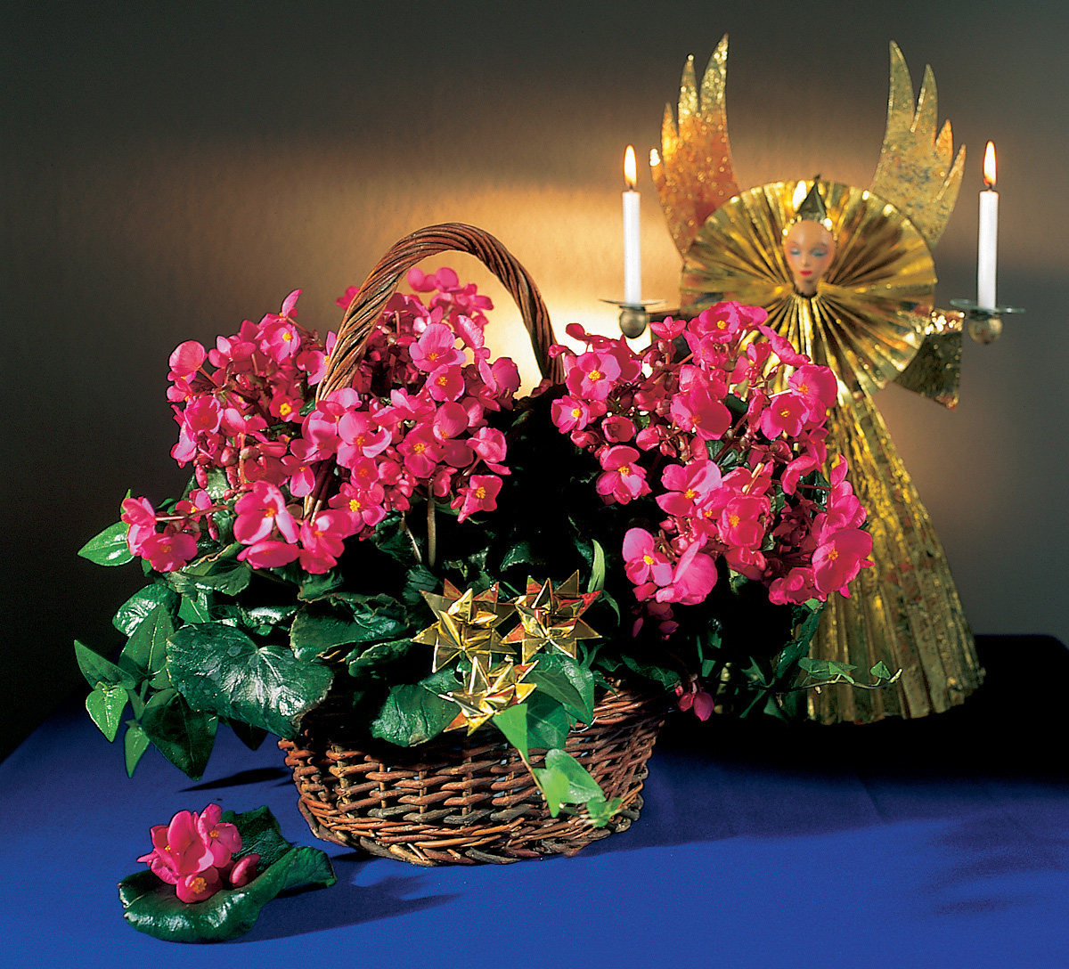 Julestjernen skal ikke være ensom