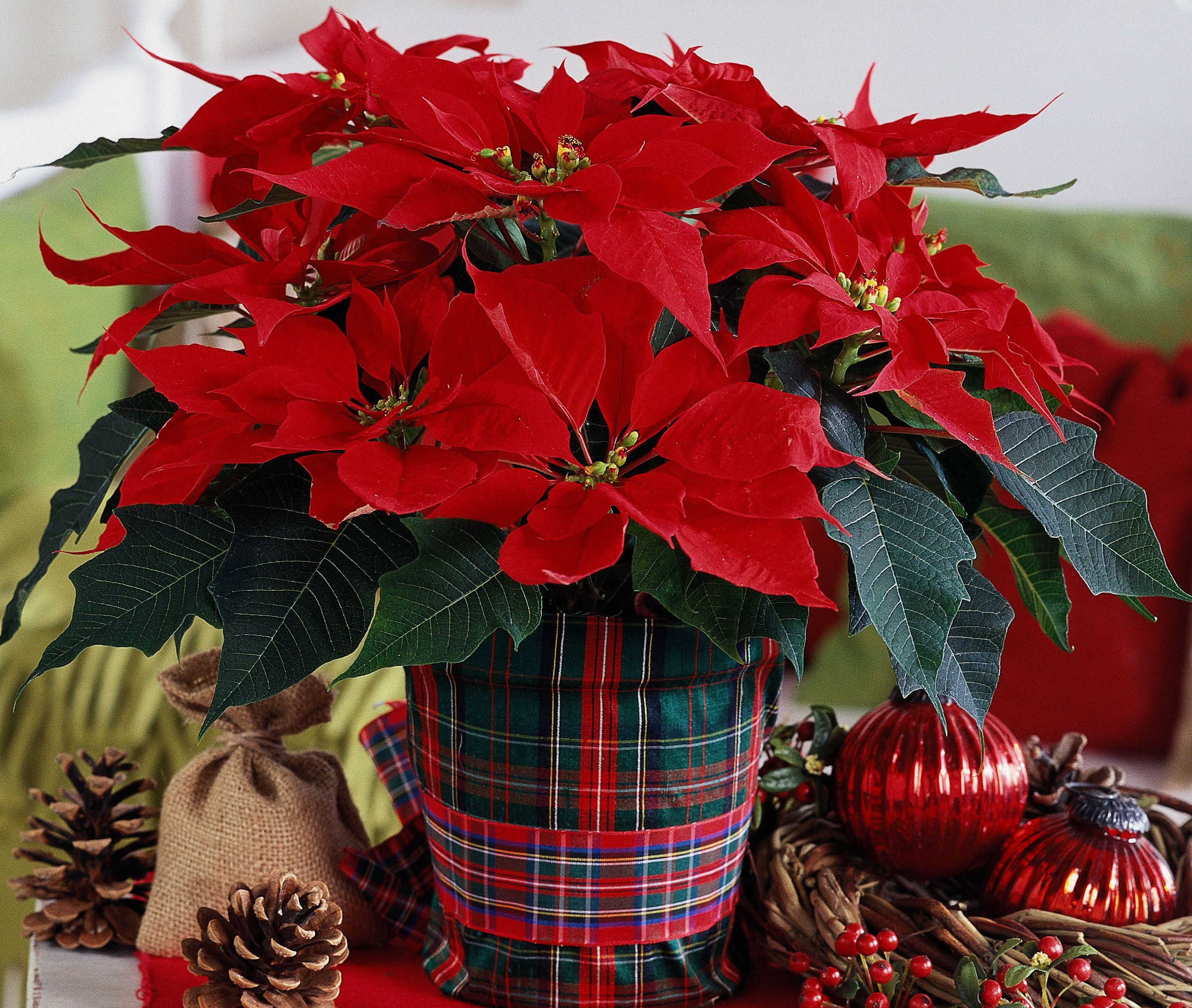 I dag er julestjernedagen 