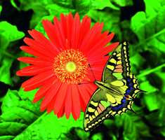 Kontrastfarger rundt oss: Kontrastfargenes evne til å framheve hverandre og tiltrekke seg oppmerksomhet er nyttig, også for en blomst som trenger insekter for å bli bestøvet. 