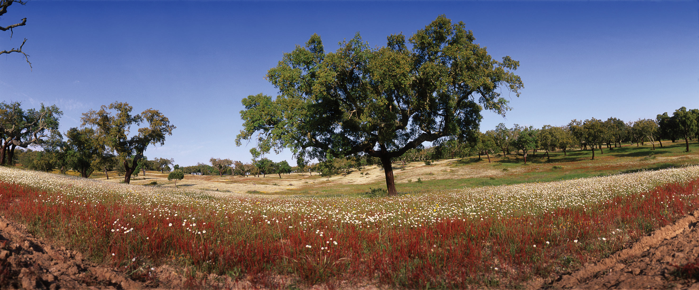 Kork kommer fra barken på korkeiktreet, og er et bærekraftig materiale. Perfekt for den miljøbevisste!