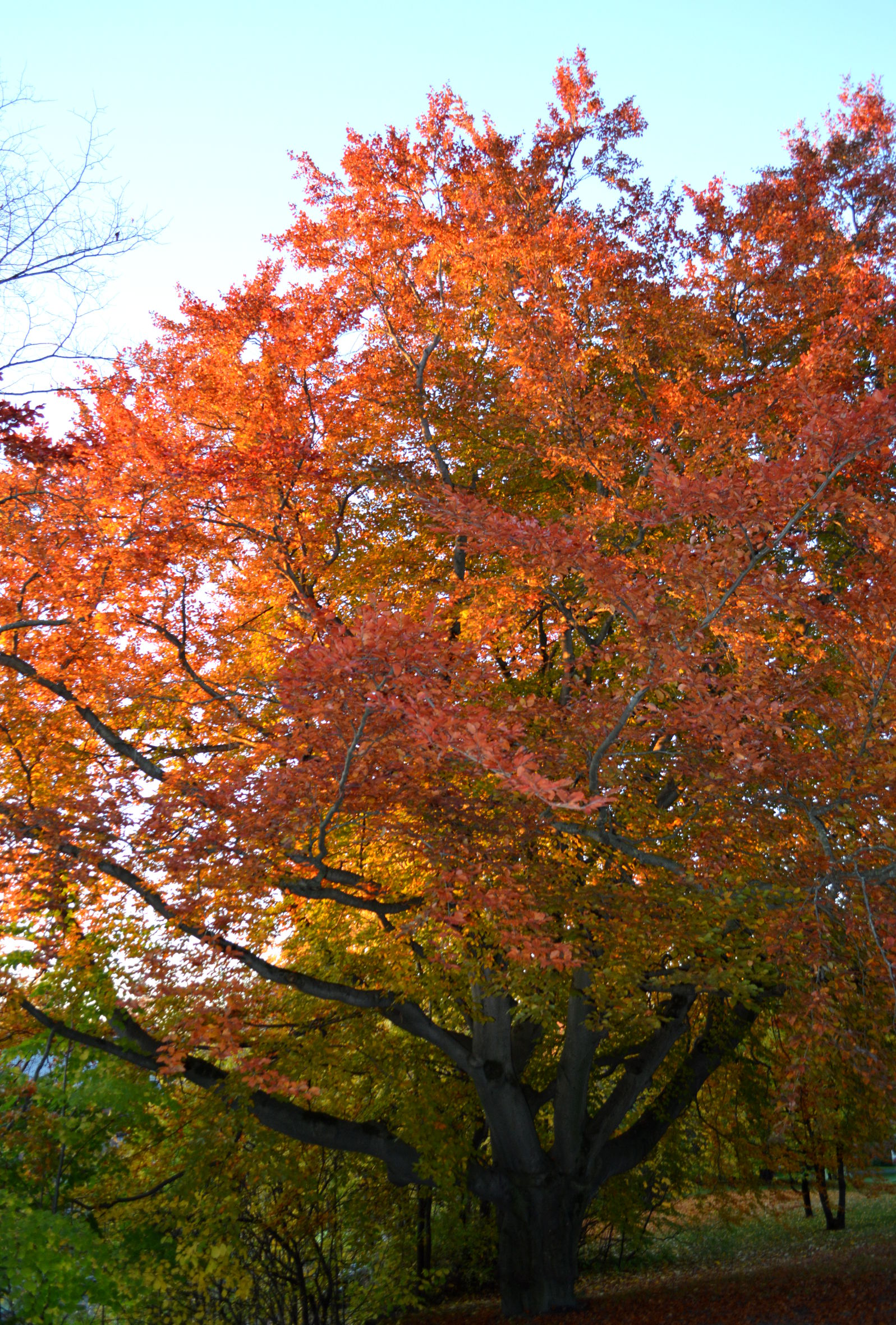 Løvtreet kan påvirke fargene inne i huset.