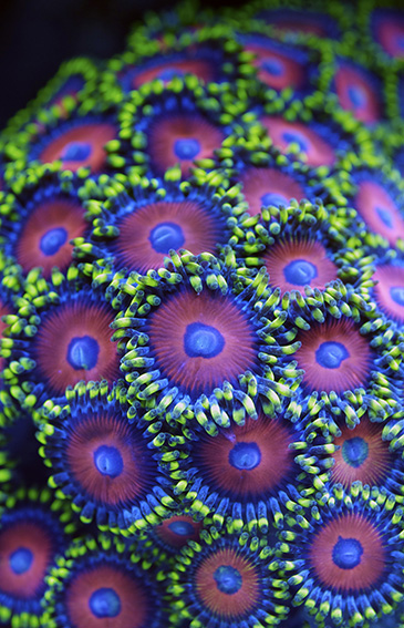 Mood byr på fototapeter av blant annet dyr, naturmotiver og byer. 