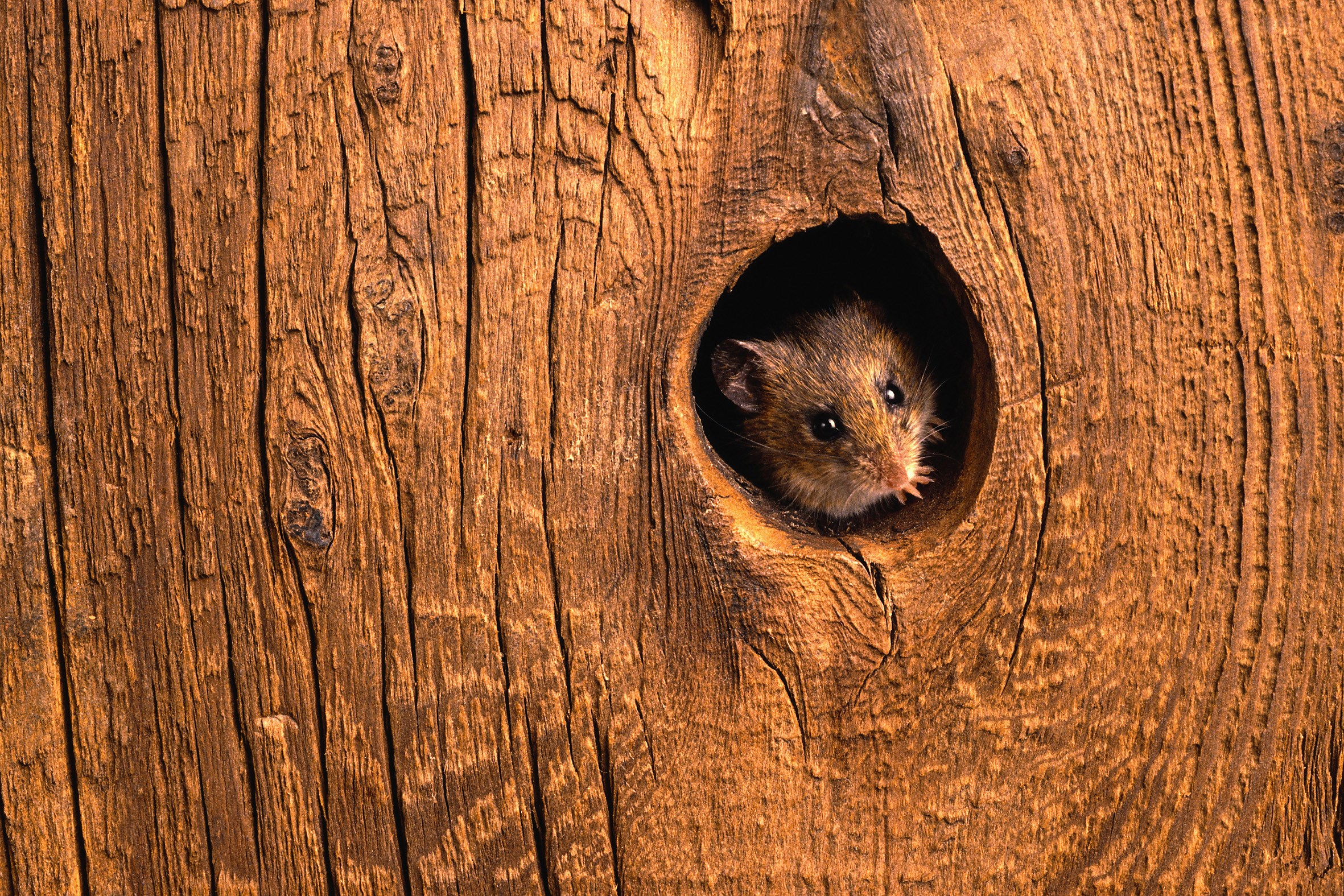 Rådene som holder musene ute!