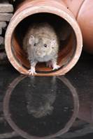 Brown rat, Rattus norvegicus<br/><a href='https://www.ifi.no//hold-mus-og-rotter-borte-i-jula'>Klikk her for å åpne artikkelen: Hold mus og rotter borte i jula</a>