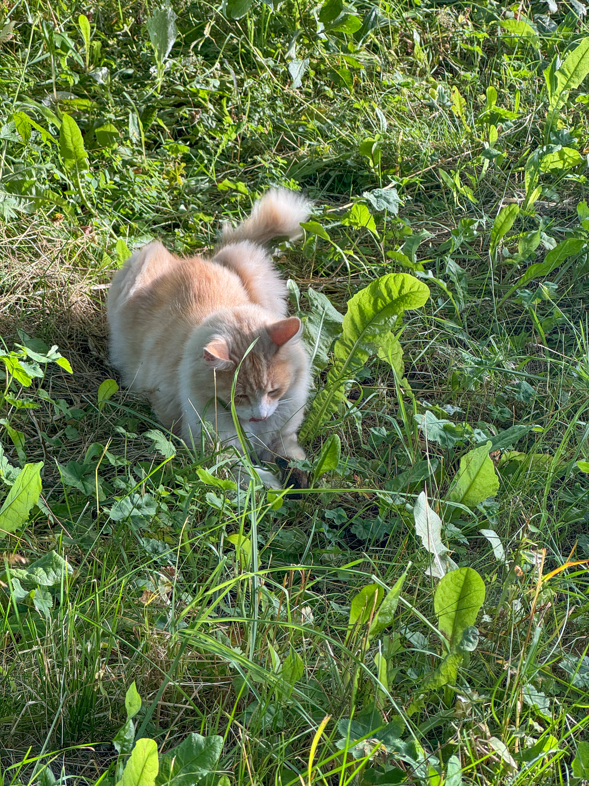 En katt som har fanget en mus.