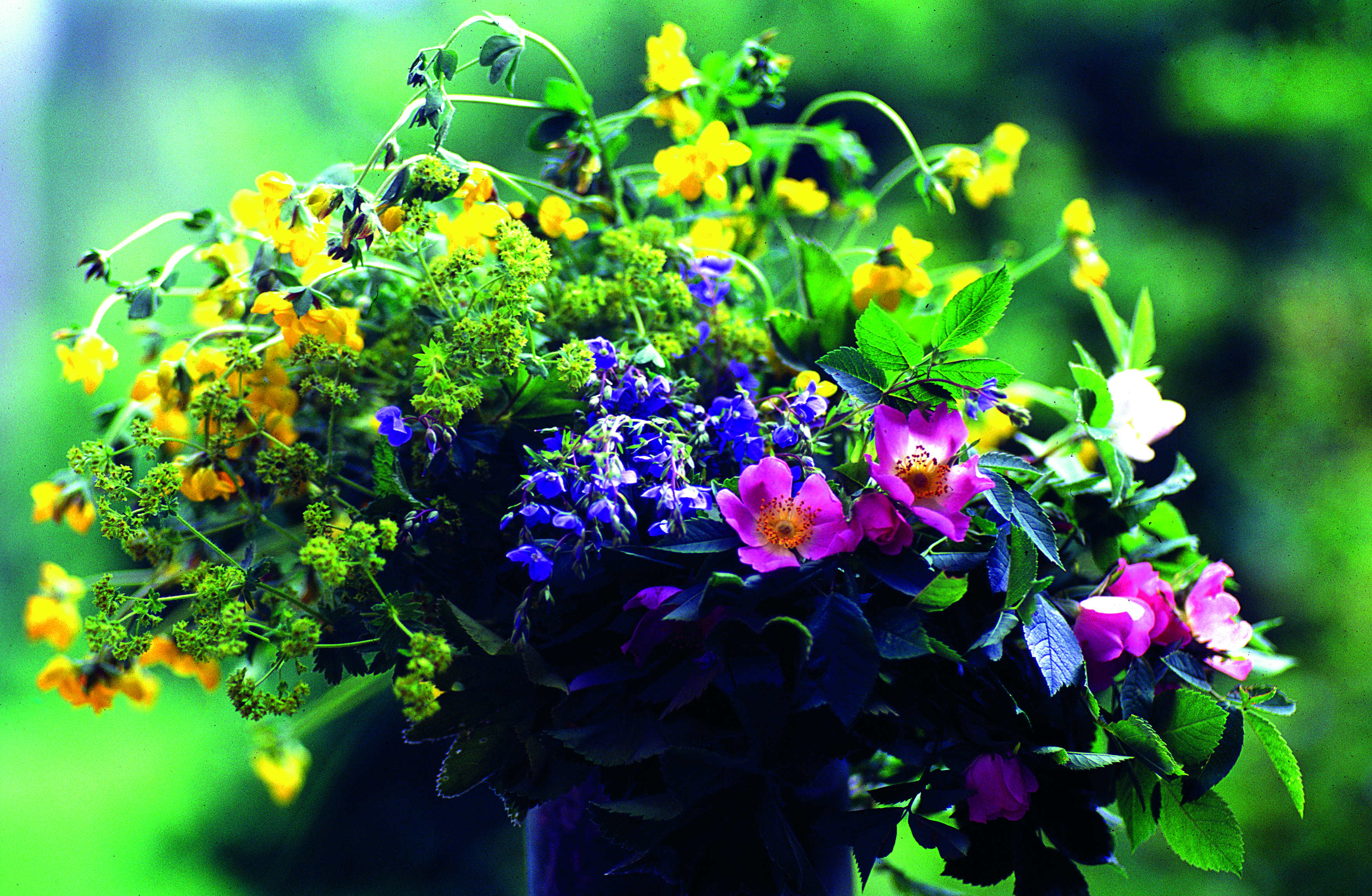 Nyanselike farger rundt oss: Gult, grønt, rødt og blått: en fargesterk og harmonisk bukett. Naturen velger riktige nyanser – helt naturlig.