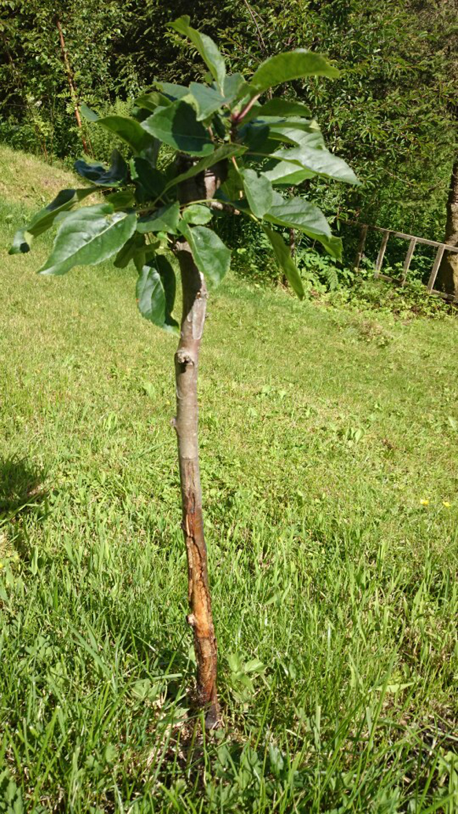 Et lite tre vokste dårlig grunnet maurinvasjon. Med et strøk Owatrol på stammen forsvant maurene, og treet begynte å trives!