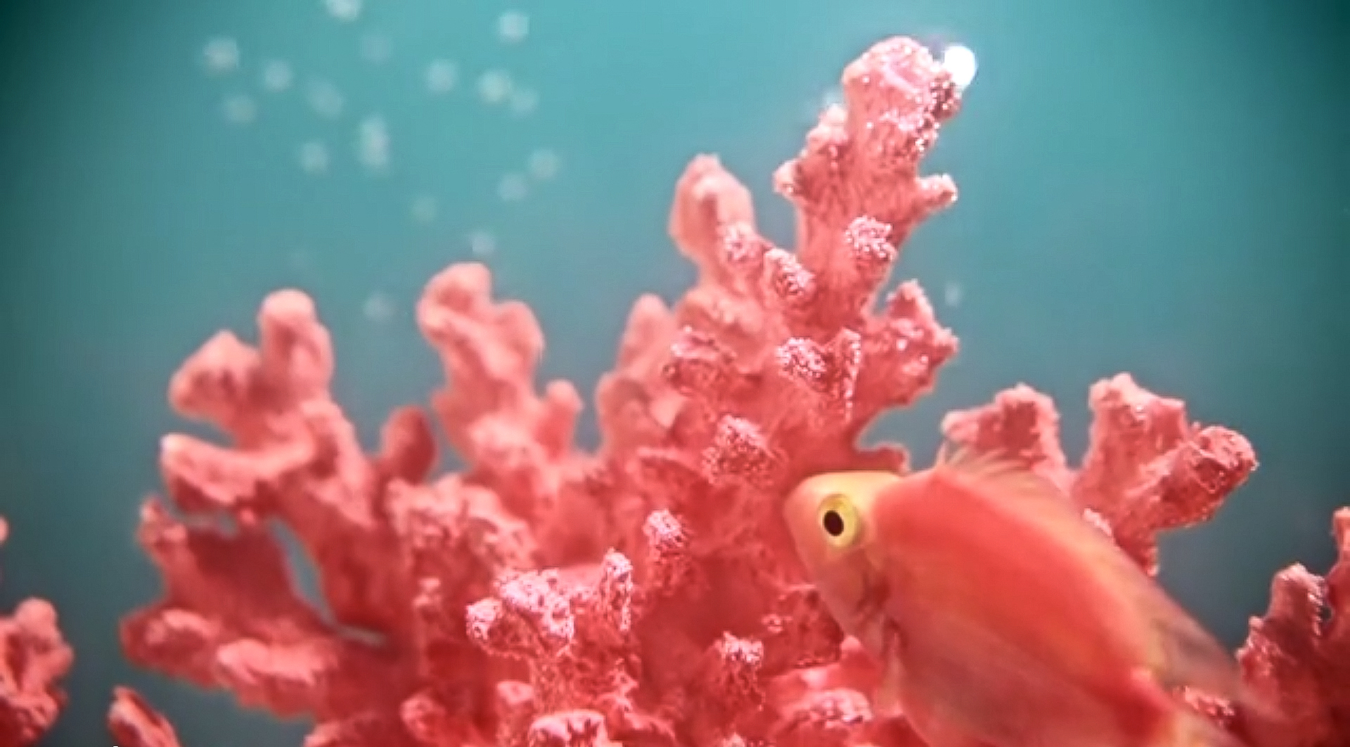 Living Coral er årets farve 2019 fra Pantone