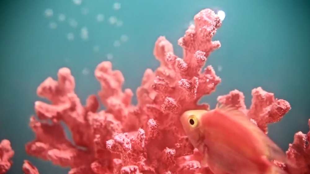 Living Coral er årets farve 2019 fra Pantone