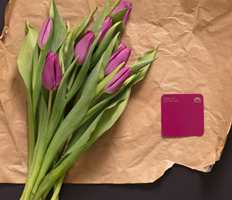 <b>TULIPANER:</b> La deg inspirere av tulipaner og ta det friske og knasende med som inspirasjon når du velger farger. 