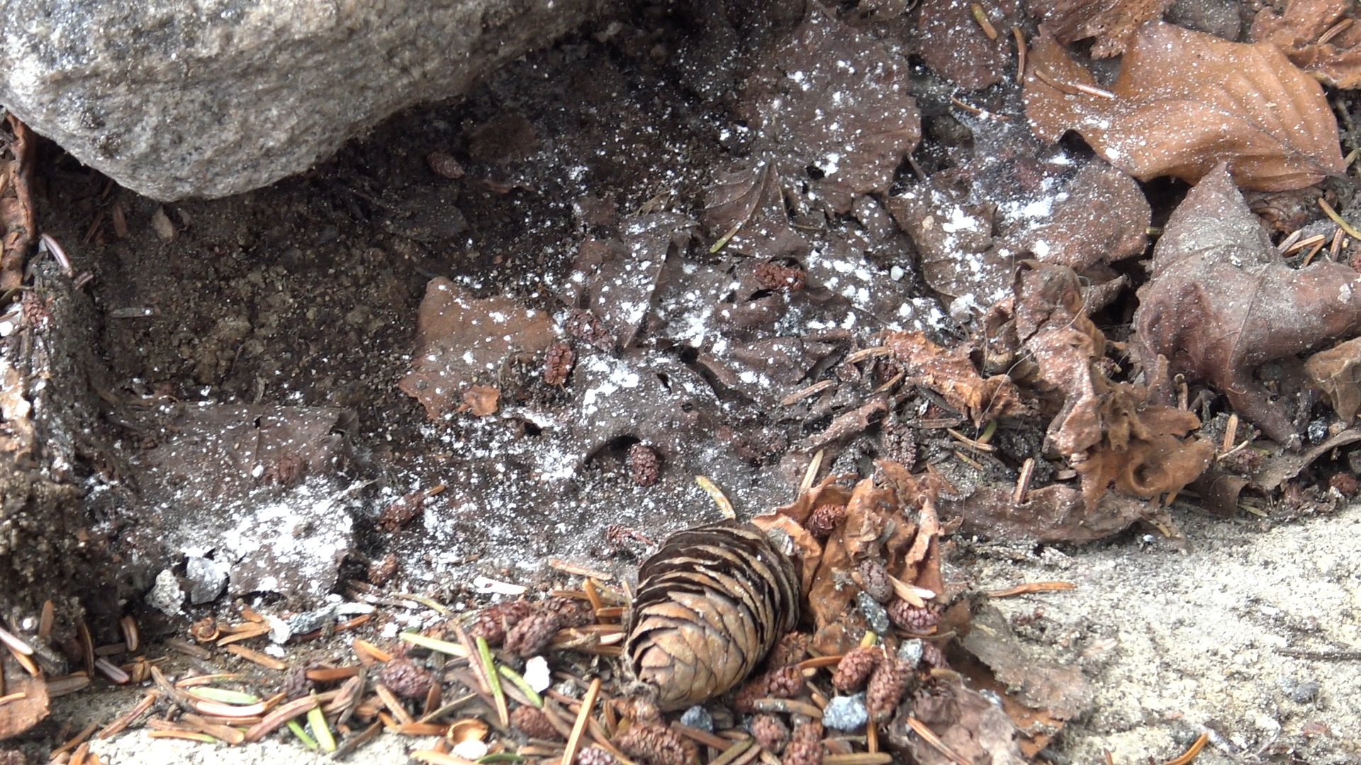 Slik blir du kvitt insekter og krypdyr