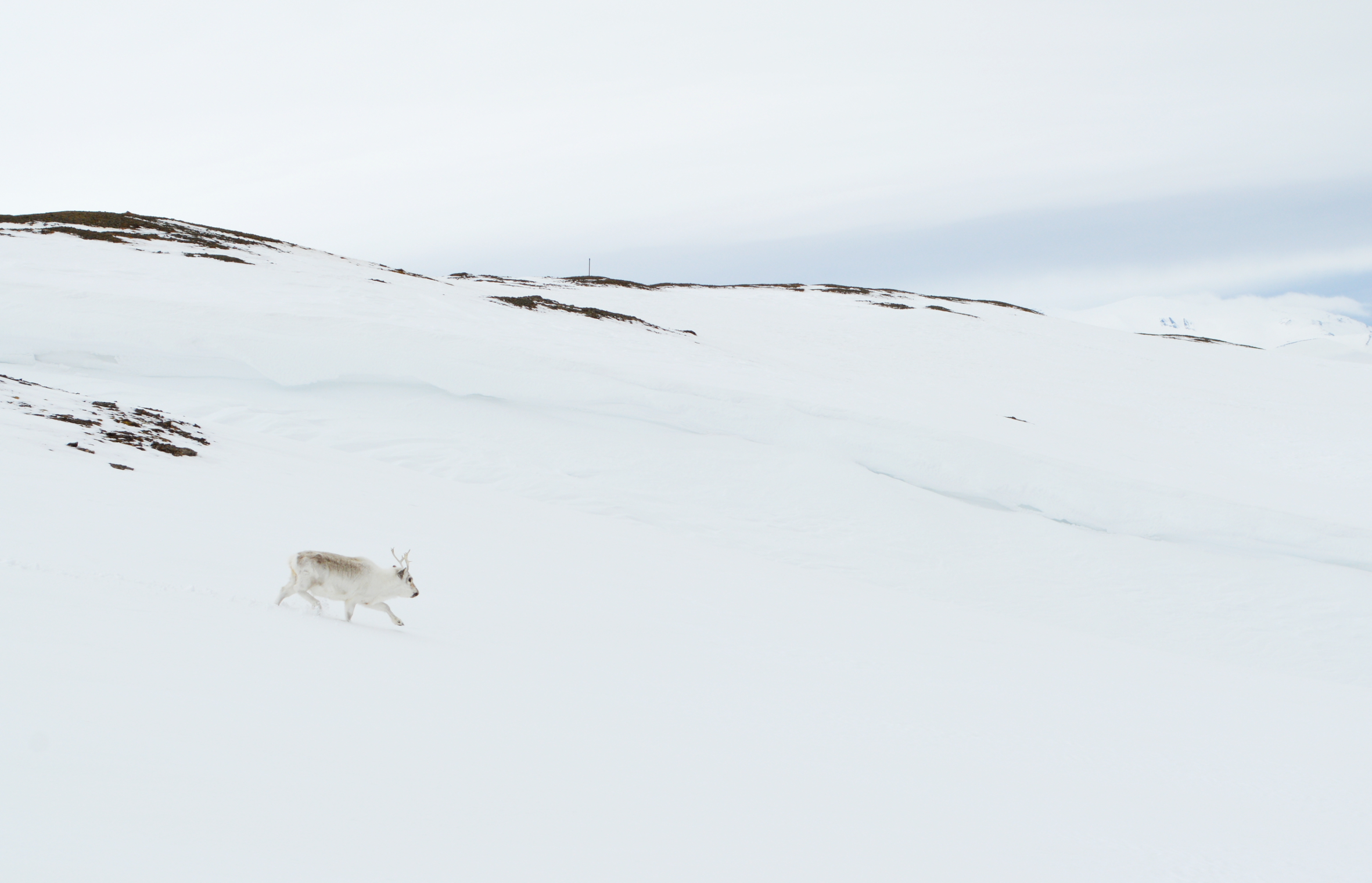 Vinteren mangler farger