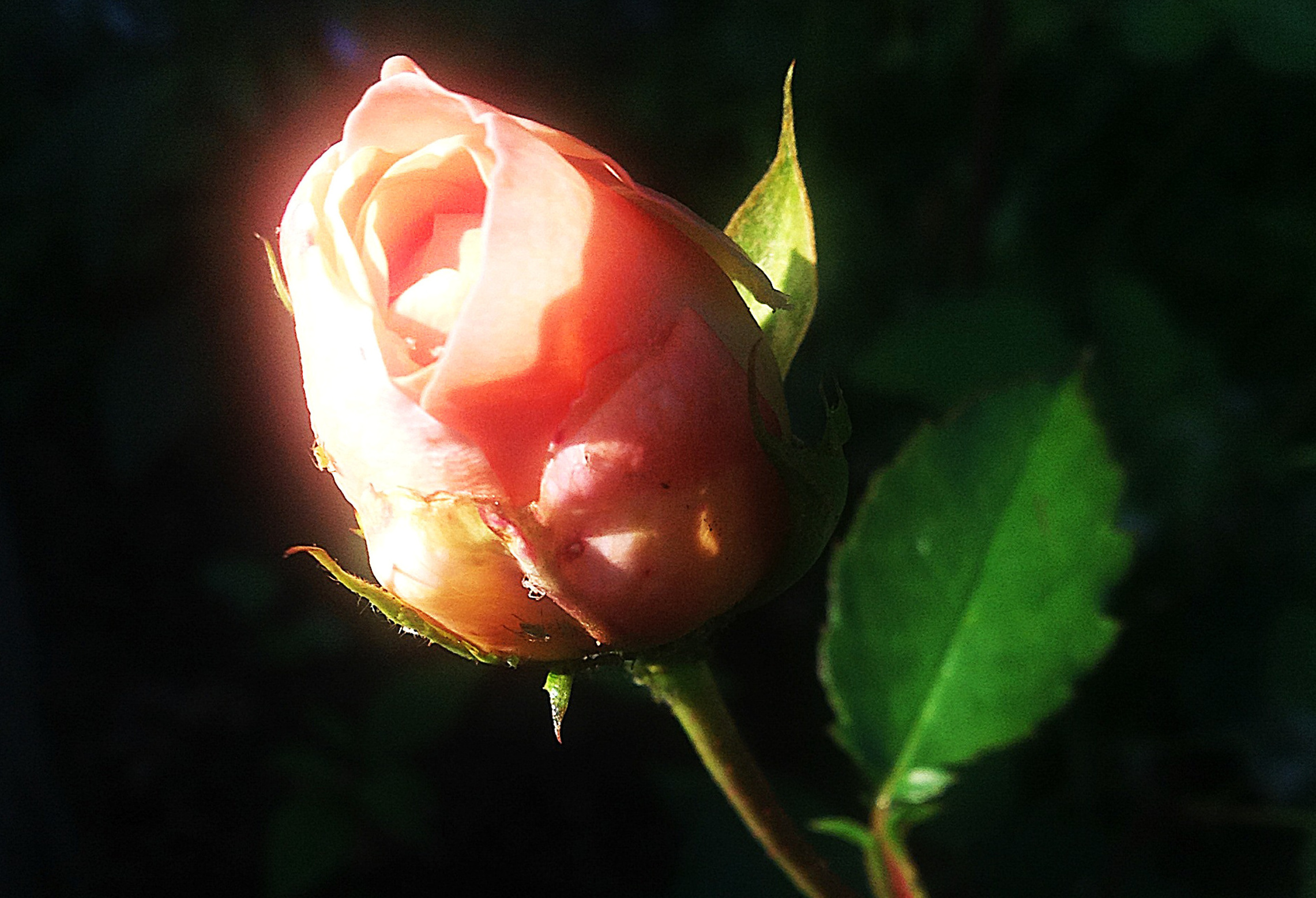 De livsviktige fargene