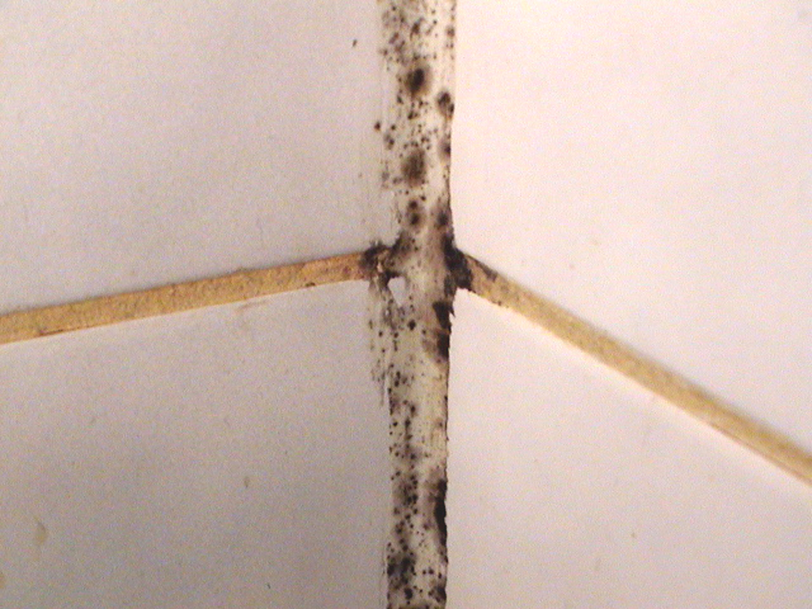 Slik fikser du mugg og sopp i dusjen